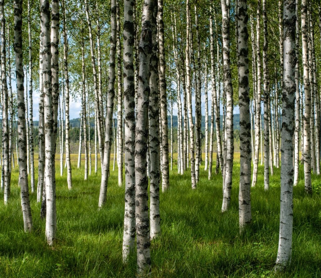 Birken in einem Wald aus denen Birkenöl hergestellt wird