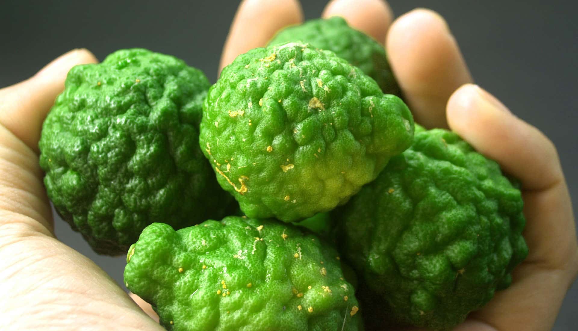 Bergamotte Frucht zu Gewinnung von ätherischem Öl von einer Hand gehalten