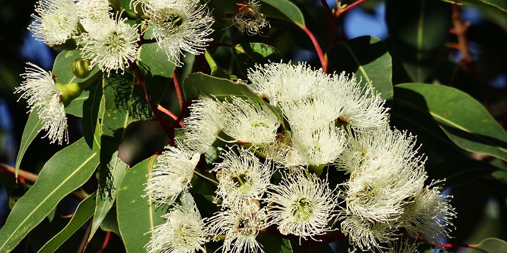 Blüten des Eukalyptus