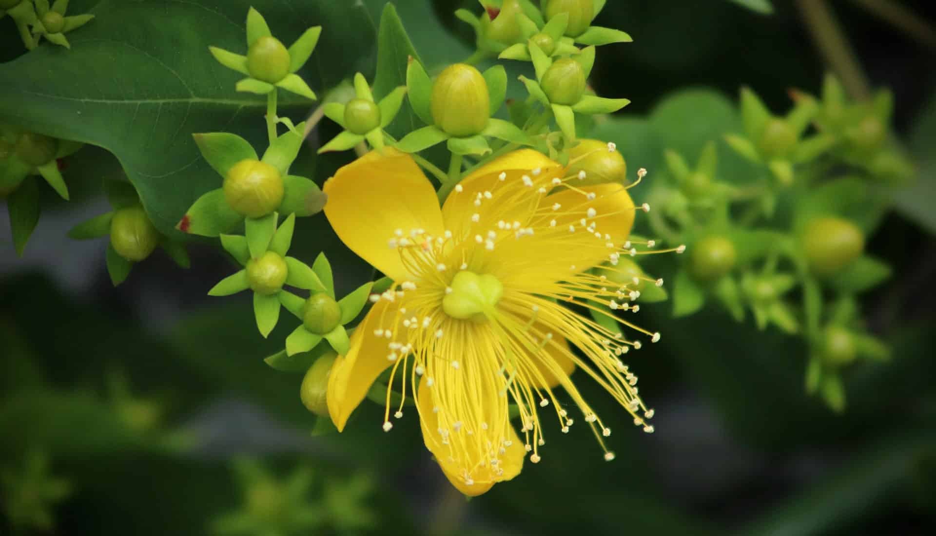 Johanniskraut Blüte aus der ätherisches Öl hergestellt wird
