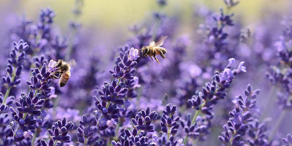 Bienen auf einem Lavendelfeld
