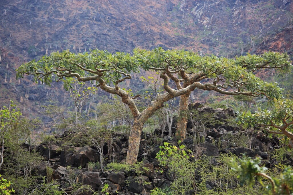 Ein Weihrauchbaum in der Landschaft