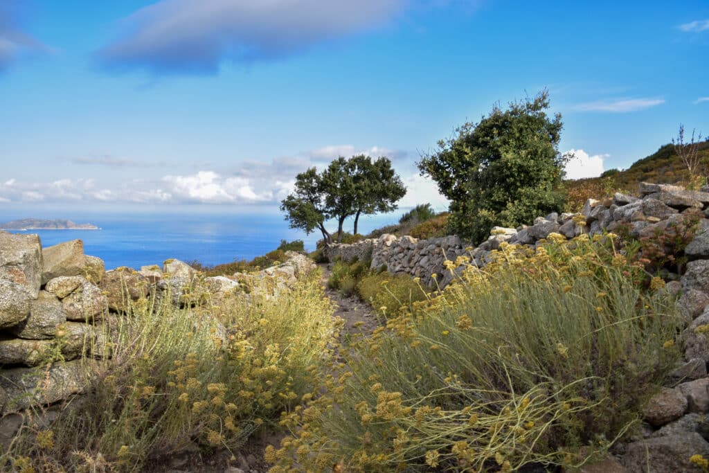 Immortellenpflanzen in einer Berglandschaft