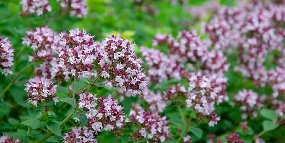 Blühender Oregano