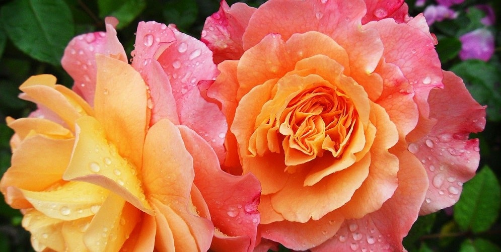 Gelb-orangene Rosen