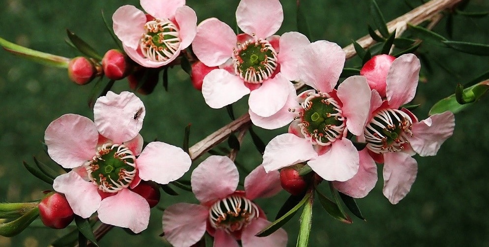 Fläschchen mit ätherischen Ölen