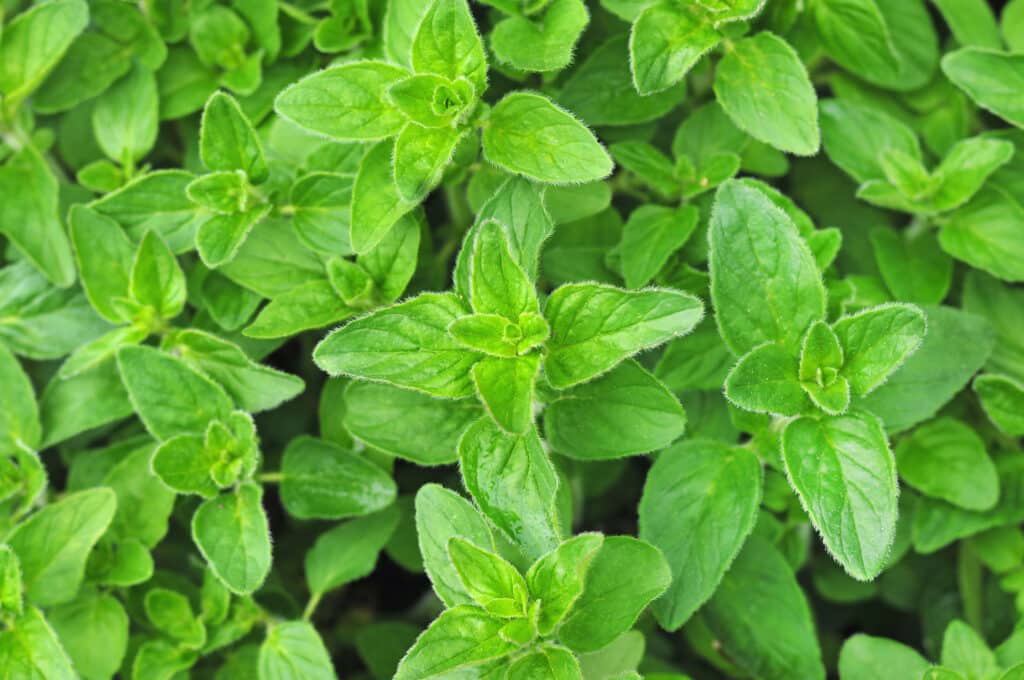 Oregenao auf einer Plantage