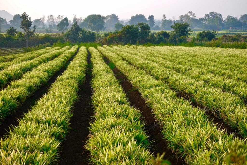 Eine Plantage mir jungem Ingwer aus dem Ingweröl hergestellt wird