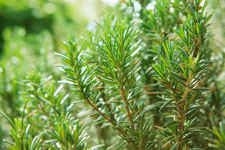 Rosmarinpflanze in der Natur