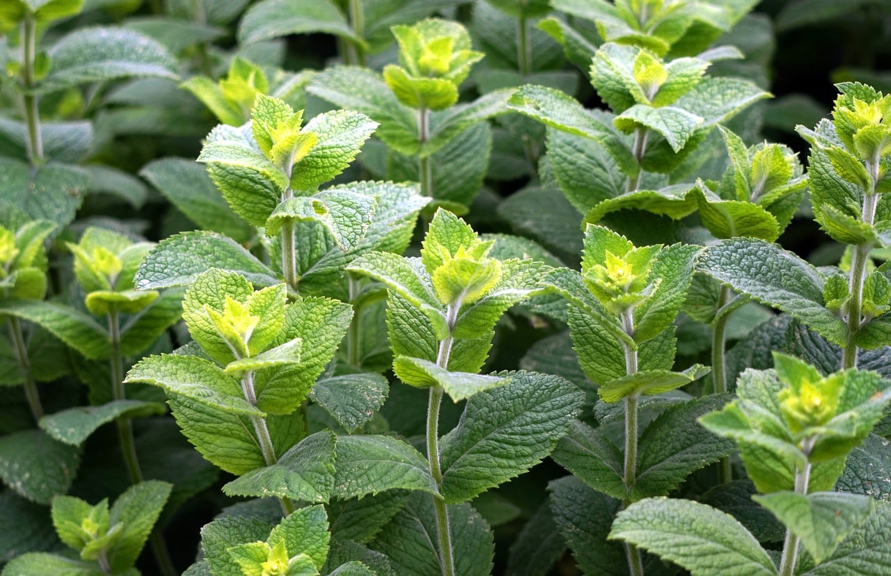 peppermint-3481470_1280