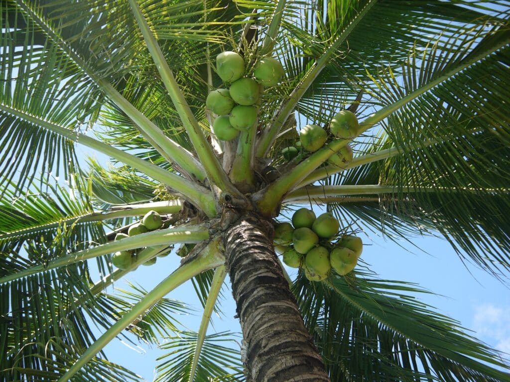 Kokospalme von unten