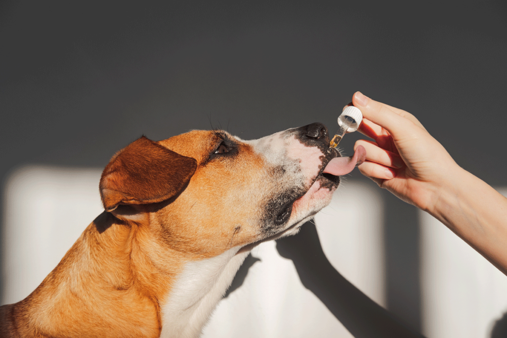 Hund schleckt an einer Pipette
