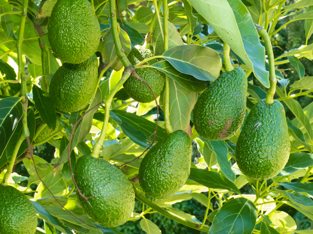 Avocado-Früchte an einem Zweig