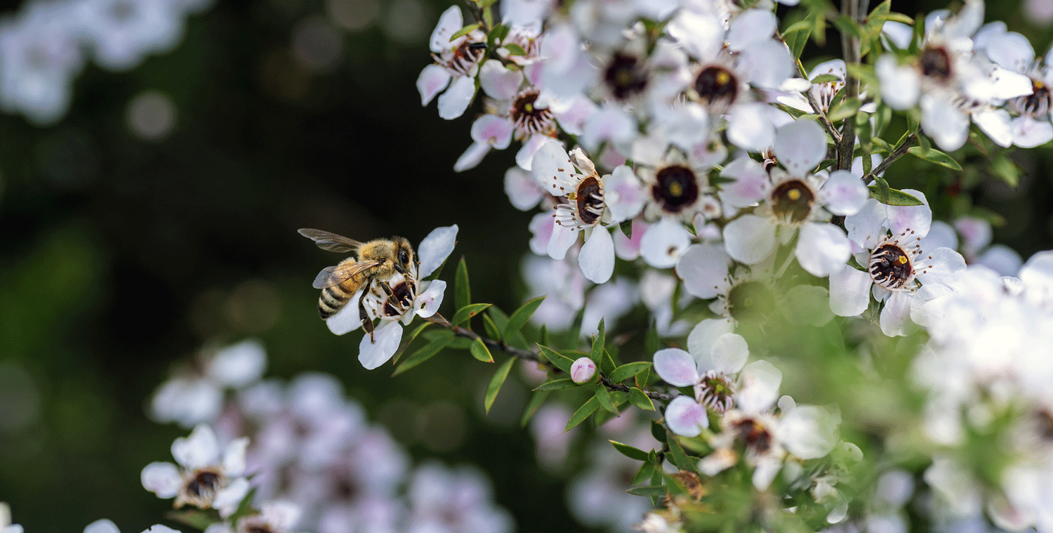 Biene bestäubt eine Manuka Blüte