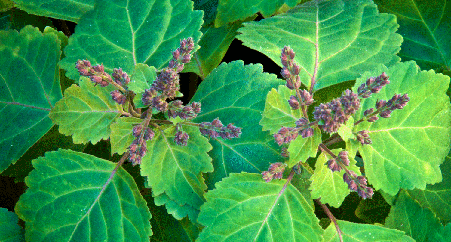 Patchouli Pflanze von oben
