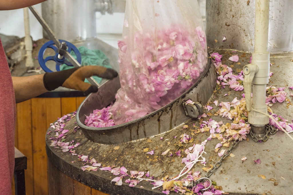 Arbeiter schüttet einen Sack mit Rosenblüten in einen Destille
