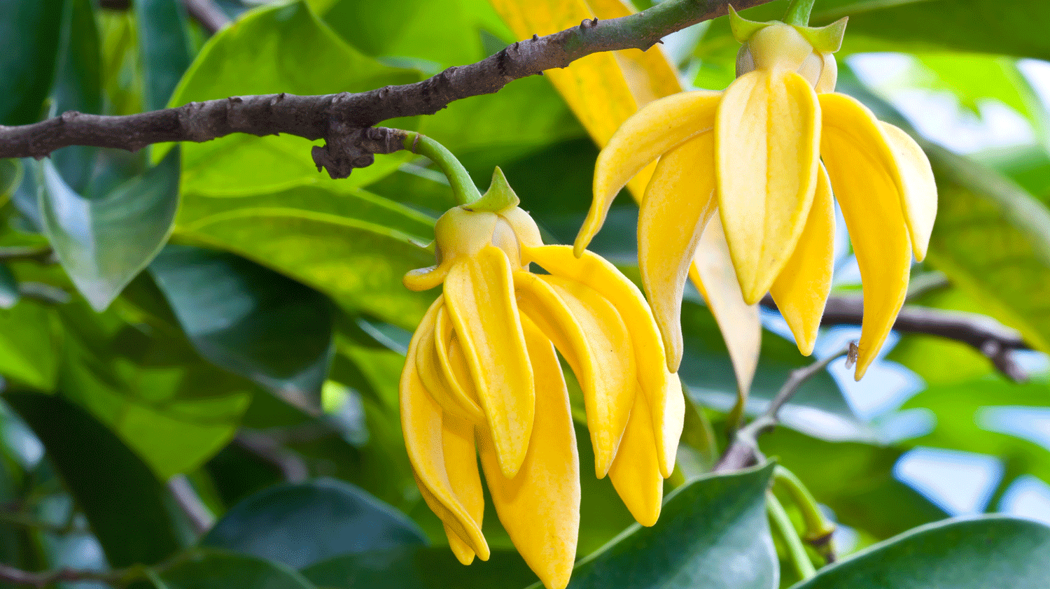 Blüten des Ylang Ylangs