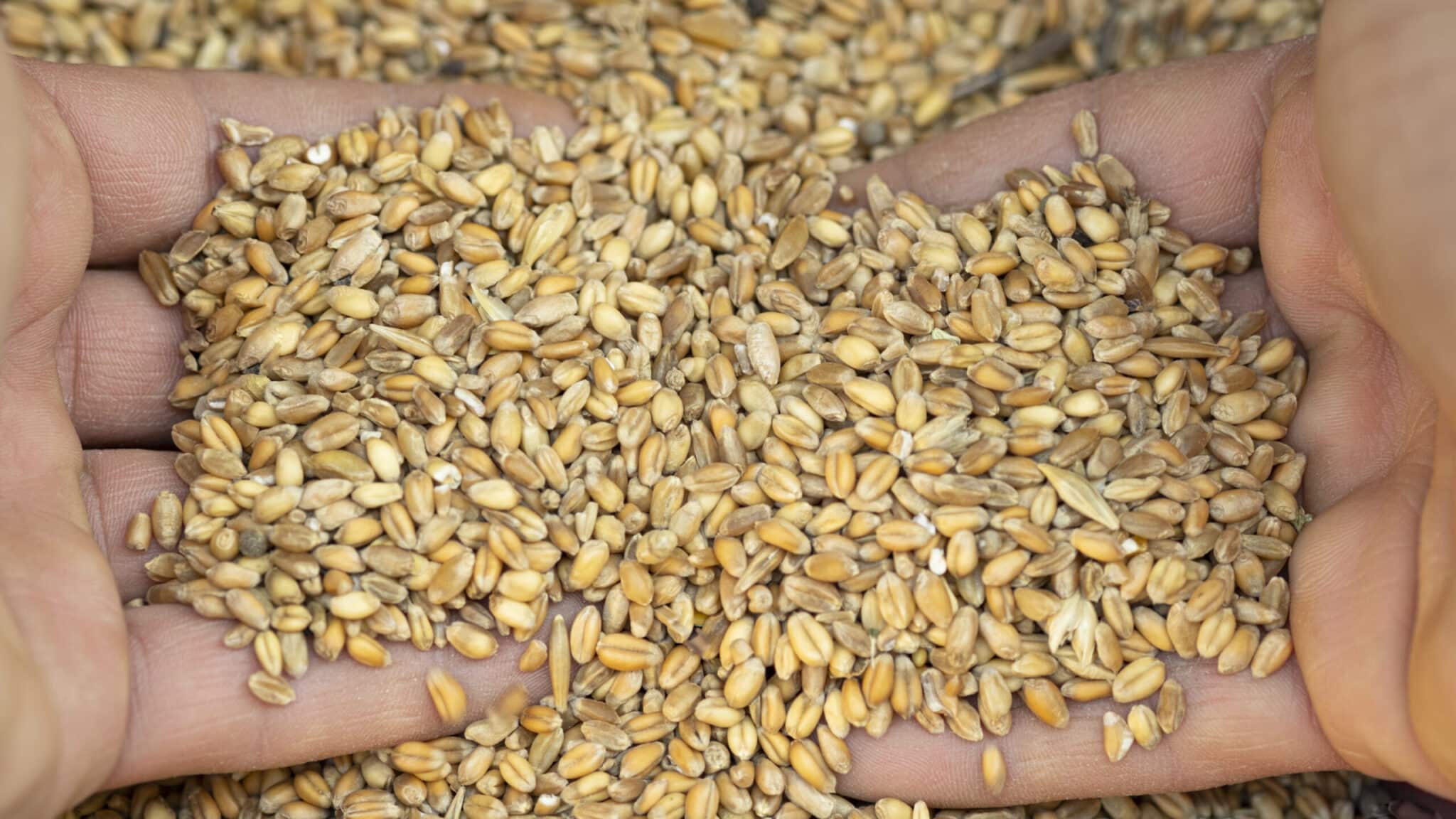 Chrom so wichtig ist es für unseren Körper